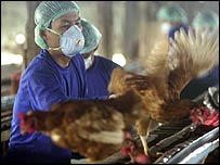 थाईलैंड में बर्ड फ़्लू