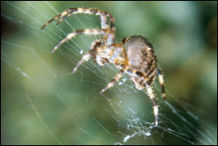 spider_247x165.jpg