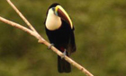 White-throated toucan