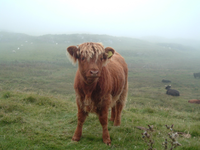 Do you like my fringe?