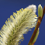 Pussy Willow