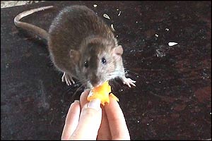 One of Christine's rats