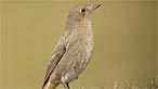 Black redstart. Photo: Paul Roberts