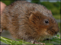 Water vole