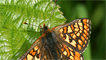 A marsh fritillary butterfly by Peter Eeles