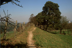 Offa's Dyke near Chirk McCoyWynne©Natural England