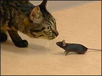 Rato geneticamente modificado