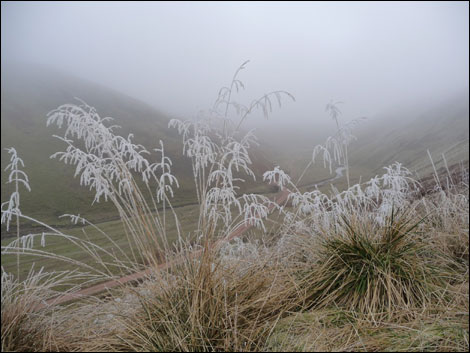 Hoar frost on plants. Photo: Ron Blount