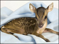 کوچکترين آهوی دنيا