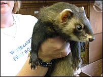 Scar - fully recovered