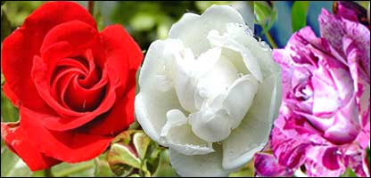 د مرسل گلاب