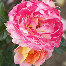 Rosa 'Zest For Life'