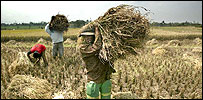 rice_harvest203x100.jpg