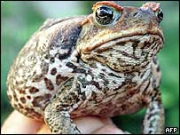 A Turquia teme que aves migratórias possam trazer novos casos de gripe aviária 