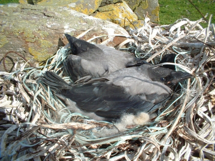 Nest 3 from my last post, the eggs have hatched.