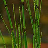Equisetum hyemale
