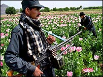 مزرعه خشخاش