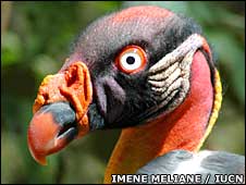 King Vulture