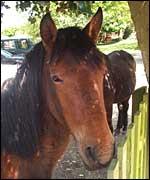 Pony looking over a fence