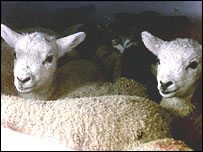 آسٹریلوی بھیڑیں