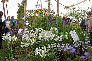 agapanthus_plant_soc_marque.jpg