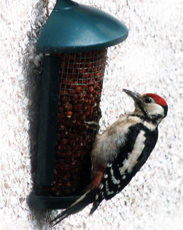 A woodpecker at a bird feeder