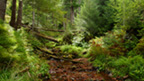 Stream running through forest of conifers at Glen More.
