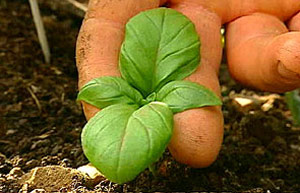 Basil seedling