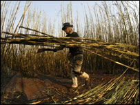 Plantação de cana em Batatais (Foto: AP/ Andre Penner)