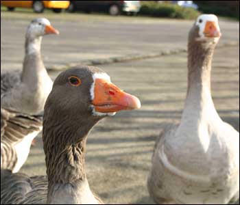 Geese