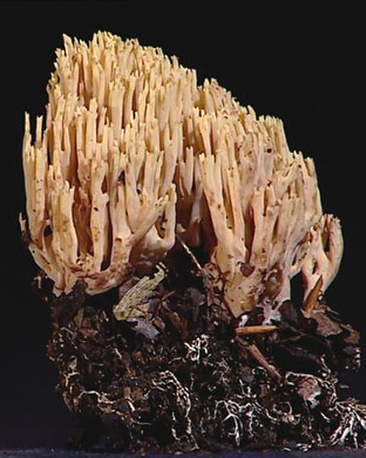 upright coral (Ramaria stricta)
