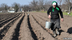 картофельное поле