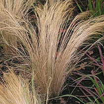 Stipa tenuissima 'Pony Tails'