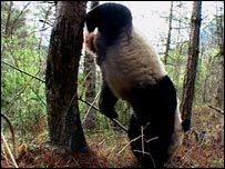 Bambu é alimento favorito dos pandas