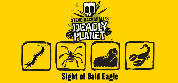 Sight of bald eagle secret code - millipede, spider, boot, scorpion
