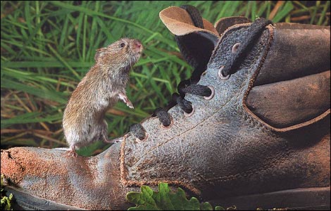 A vole at the sewage works