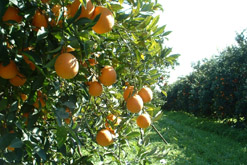 The Food Programme updates the story of Sicily's troubled citrus industry.