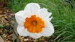 Daffodil