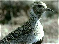 Golden Plover
