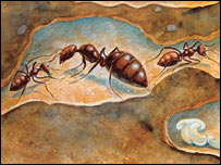 خانه ی مورچه ها