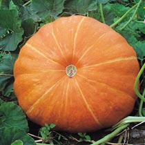 Pumpkin 'Hundredweight'