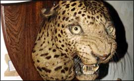 Leopard's head