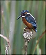 Kingfisher