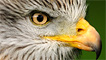 A red kite close up by Tony Llewellyn