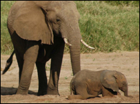 imagem: George Wittemyer