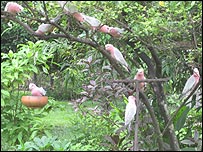 10galahs.jpg