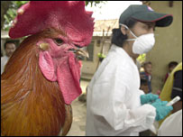 Aves são testadas na Indonésia