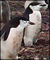 penguins