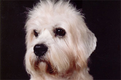dandie2_247x165.jpg