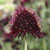 Scabiosa 'Chile Black'